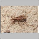 Himacerus sp - Sichelwanze 01a.jpg